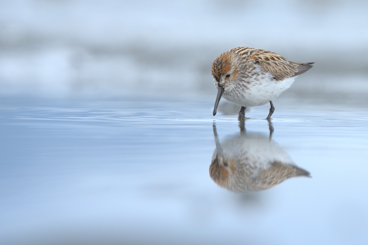 Western Sandpiper - ML608284967