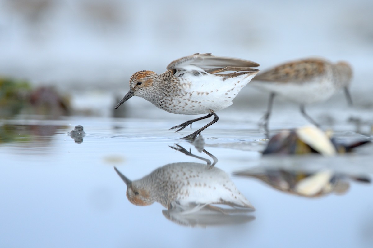 Western Sandpiper - ML608284968