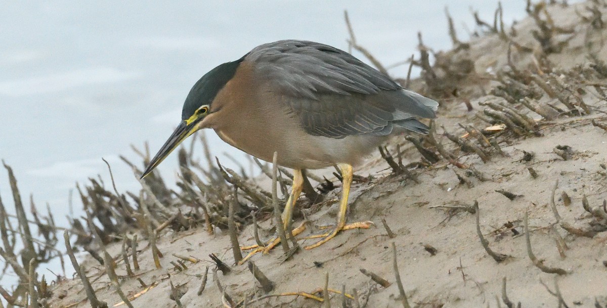 Striated Heron - Alf forbes