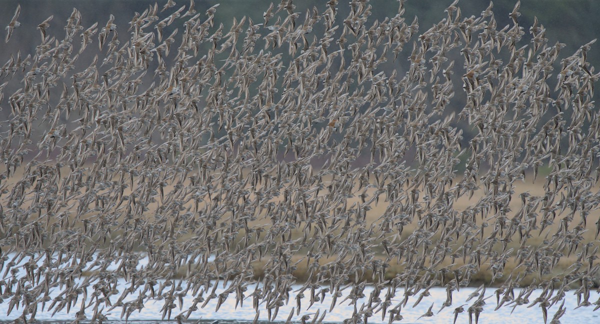 Western Sandpiper - ML608284972