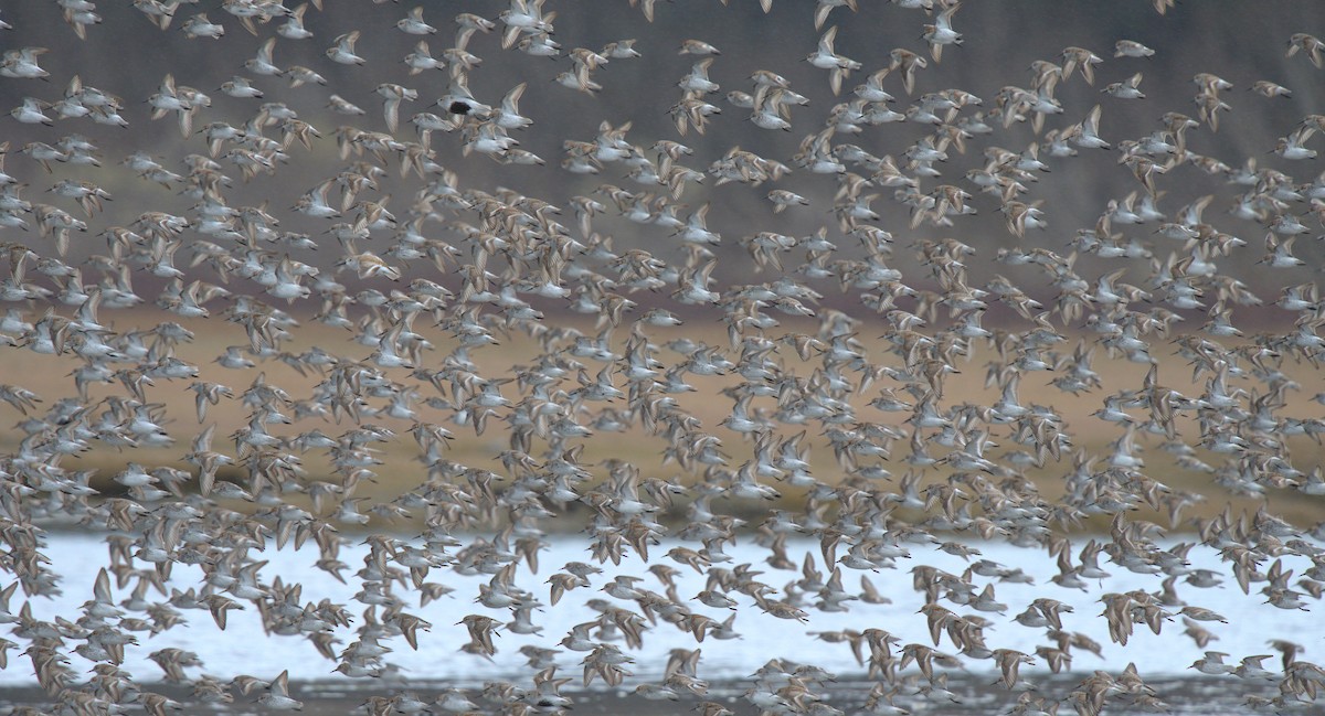 Western Sandpiper - ML608284973