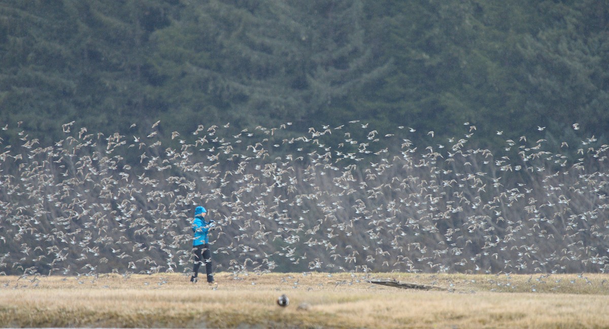 Western Sandpiper - ML608284976