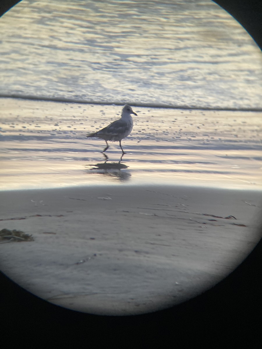 Short-billed Gull - ML608285104