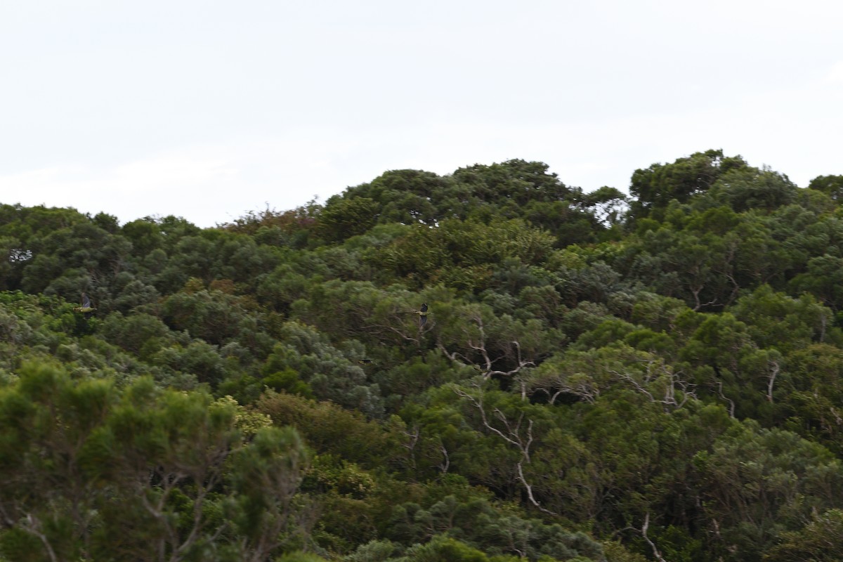 White-bellied Green-Pigeon - ML608285249