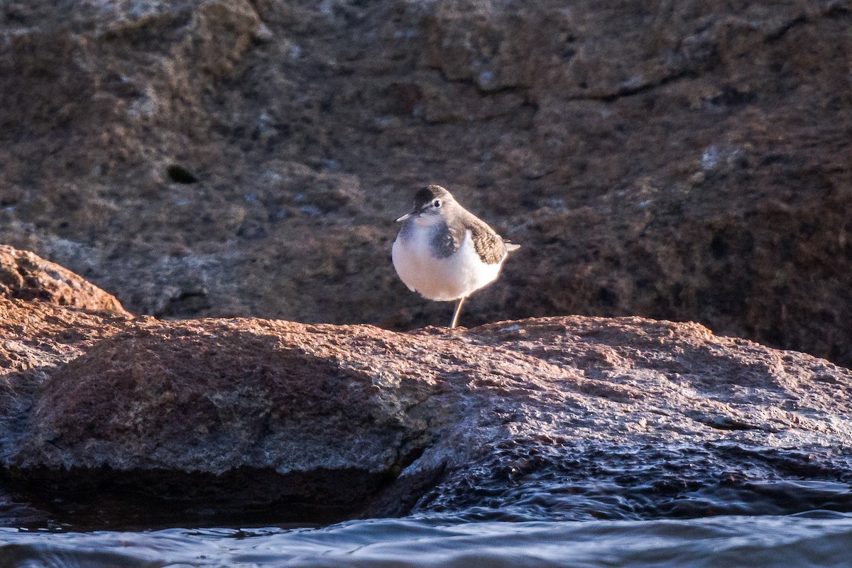 Хайргын хөгчүү - ML608285255