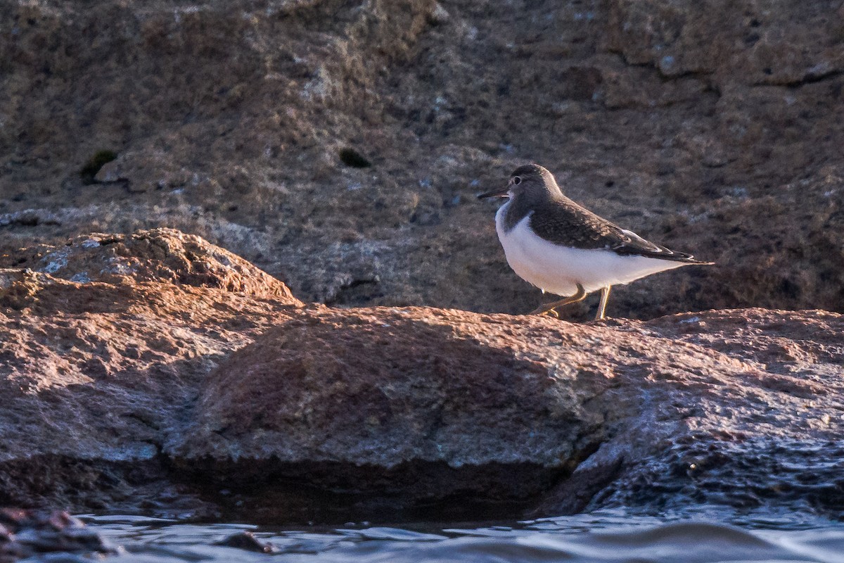 Хайргын хөгчүү - ML608285256