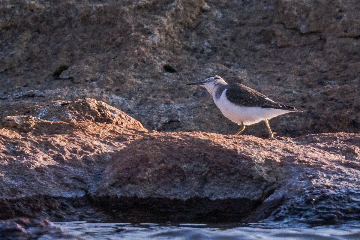 Хайргын хөгчүү - ML608285257