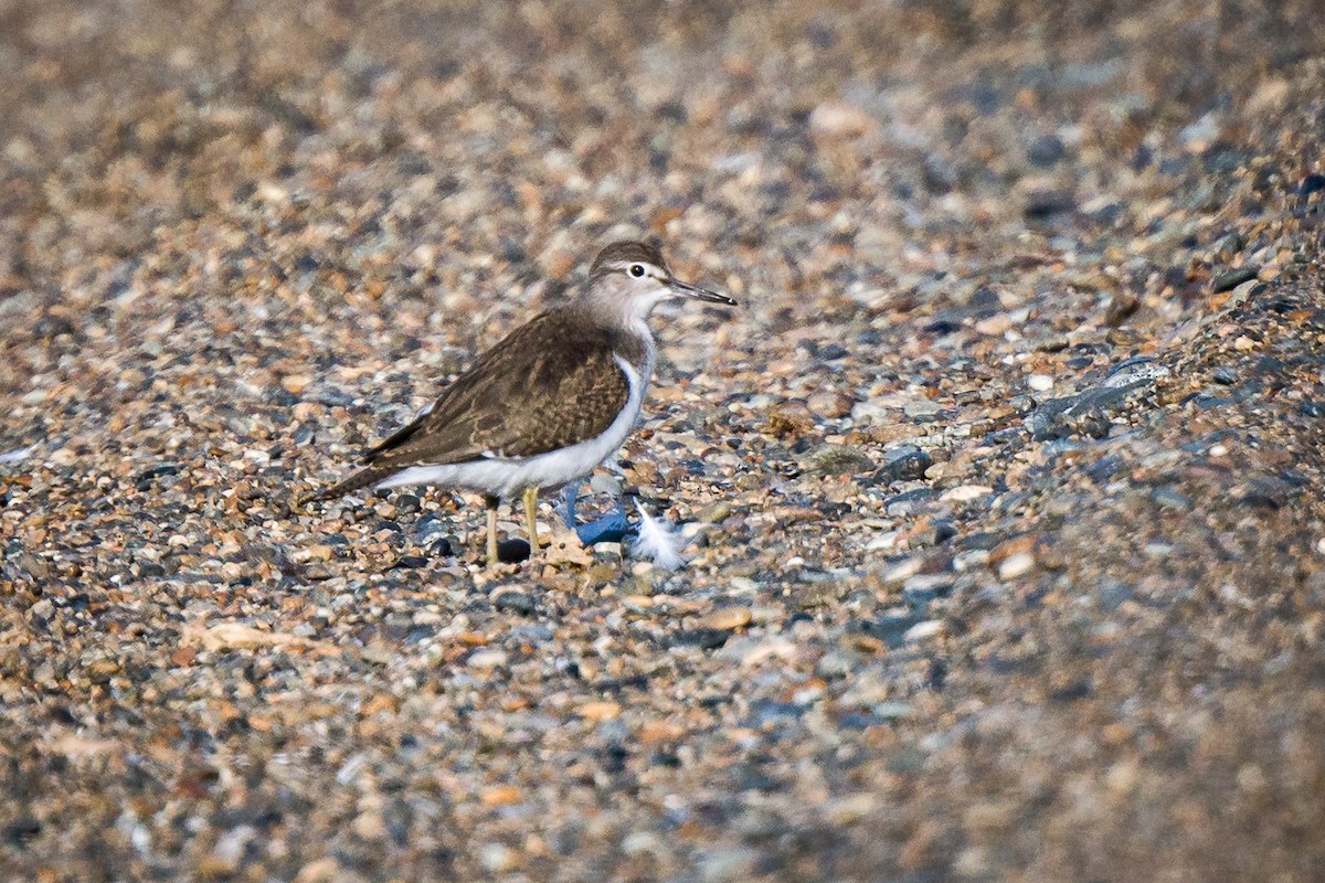 Хайргын хөгчүү - ML608285460