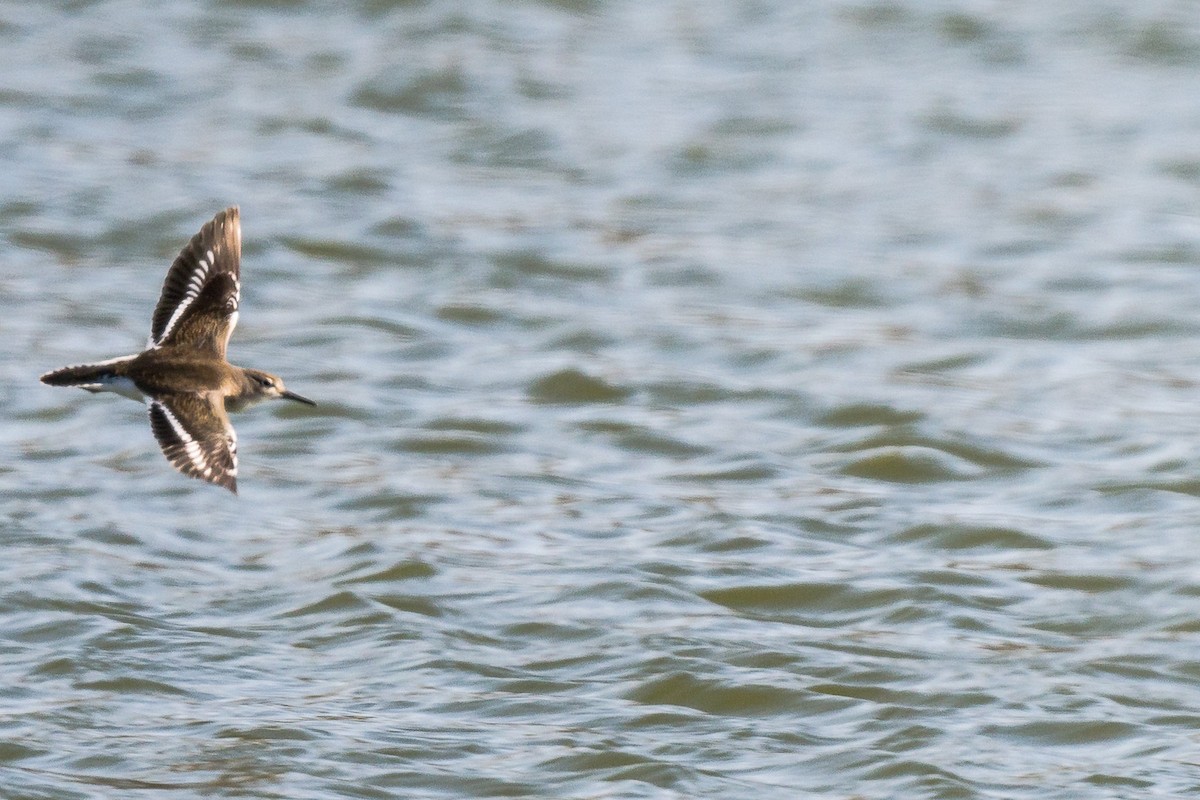 Common Sandpiper - ML608285461