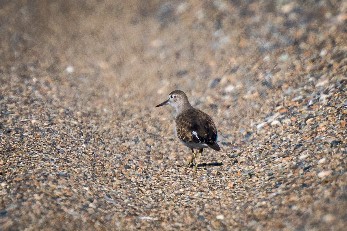 Common Sandpiper - Rodney Ungwiluk Jr