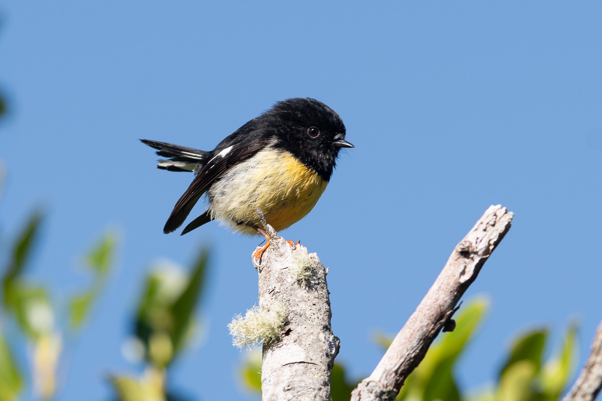 Tomtit - ML608285476