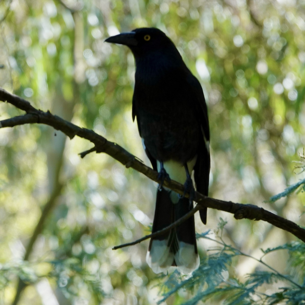 Pied Currawong - ML608285505