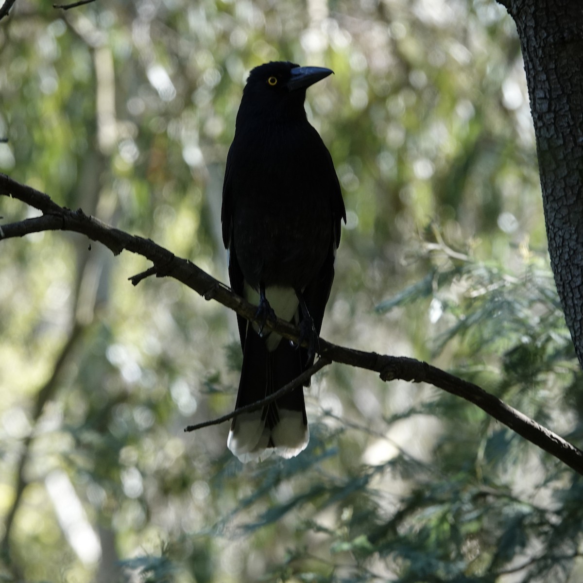 Pied Currawong - ML608285506