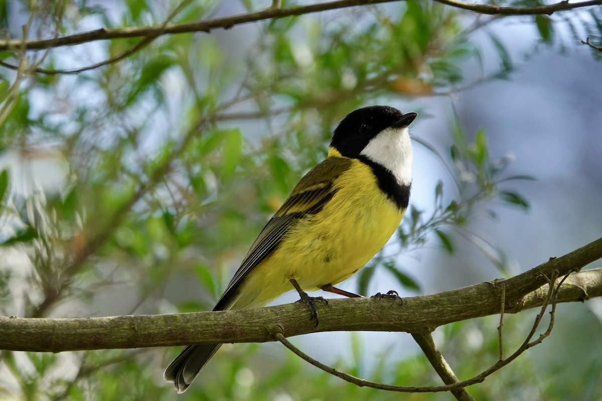 Golden Whistler - ML608285512