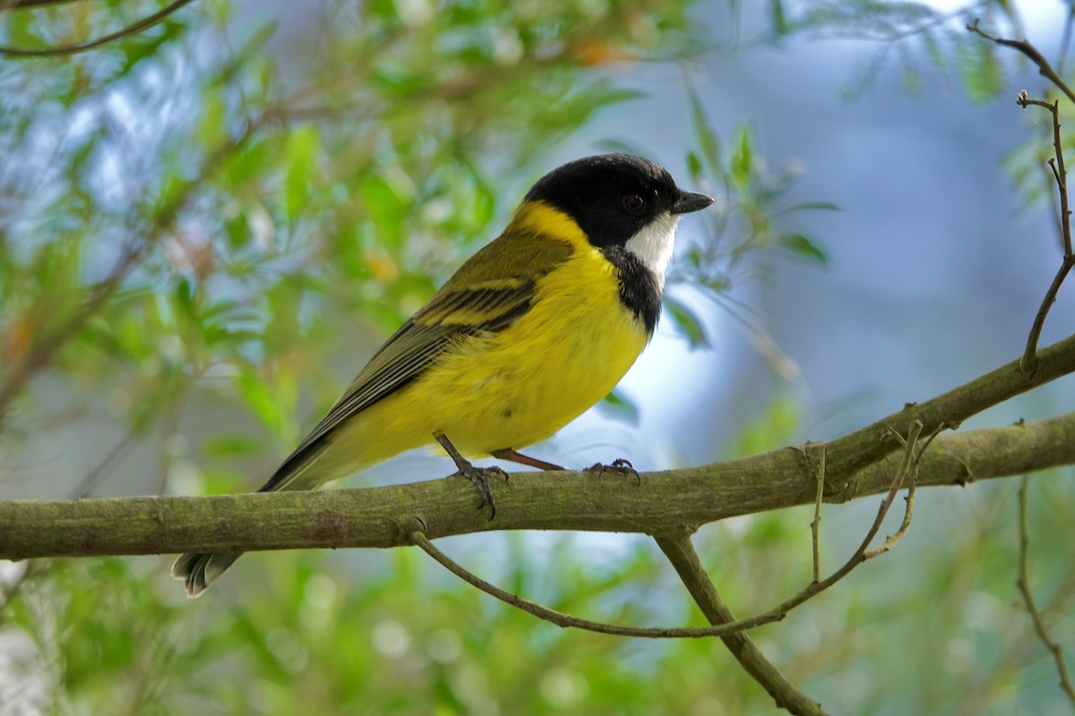 Golden Whistler - ML608285513