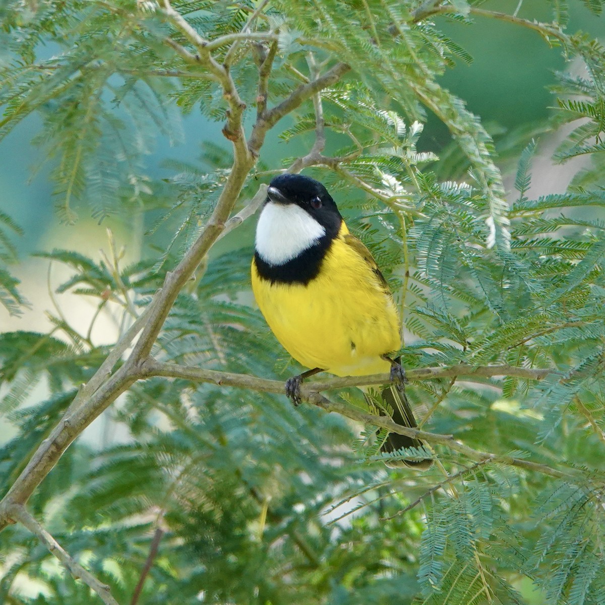 Golden Whistler - ML608285514