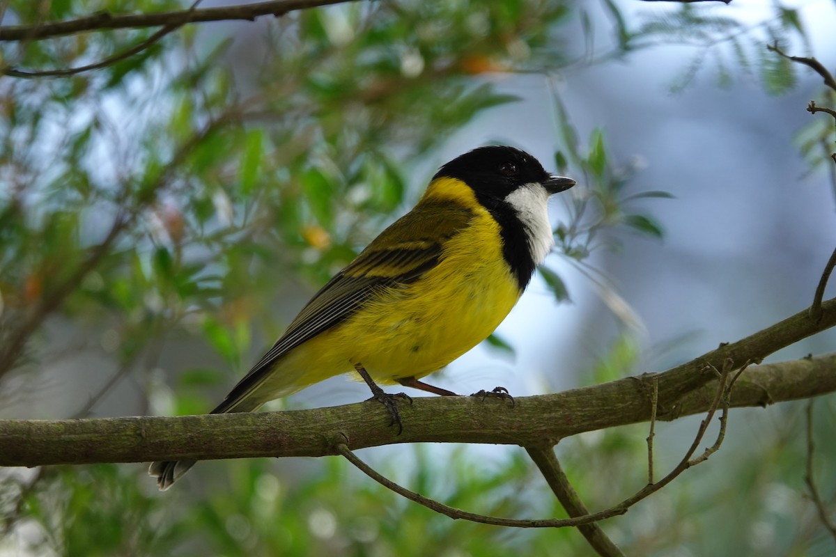 Golden Whistler - ML608285515