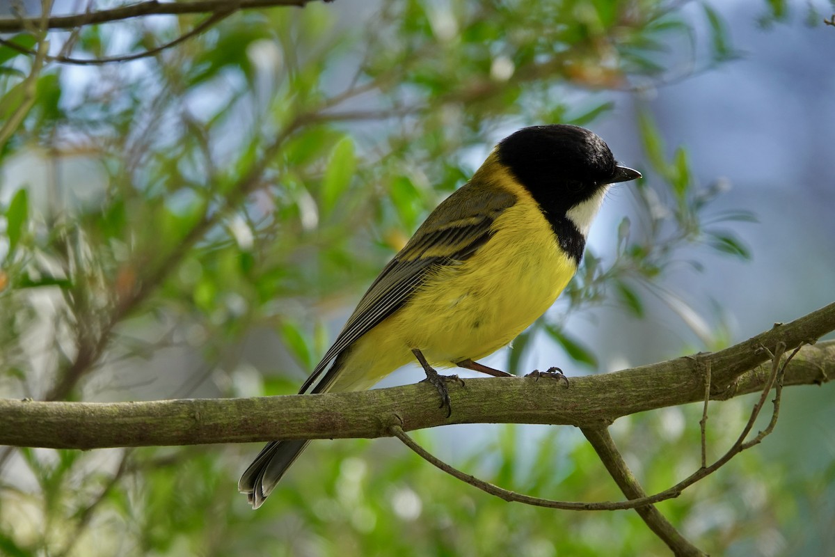 Golden Whistler - ML608285516