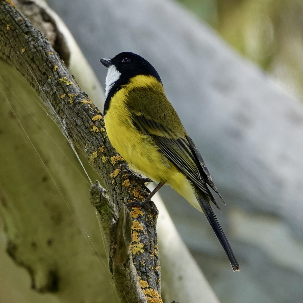 Golden Whistler - ML608285517