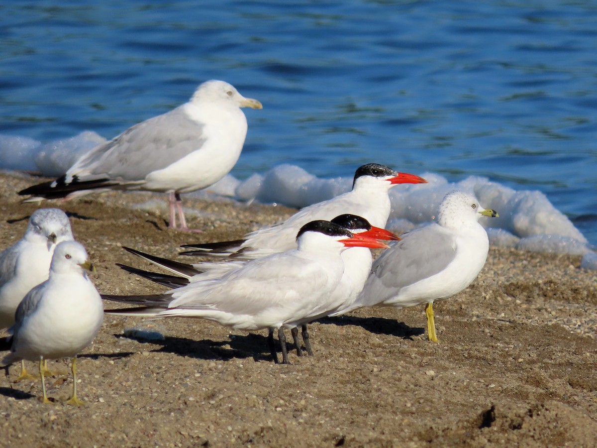 Caspian Tern - ML608285565