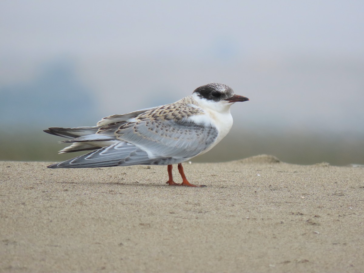 South American Tern - ML608285612