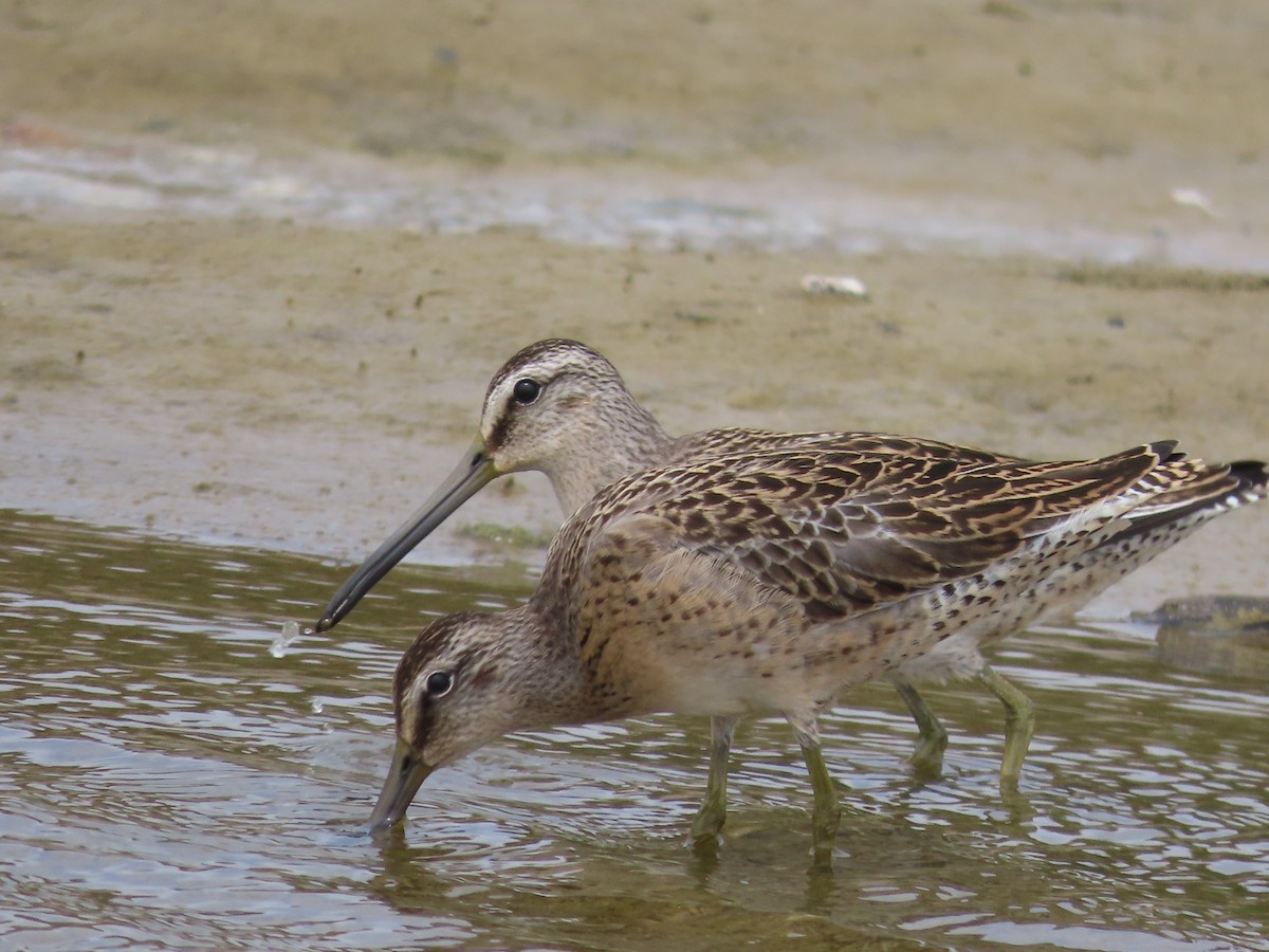 Short-billed Dowitcher - ML608285620