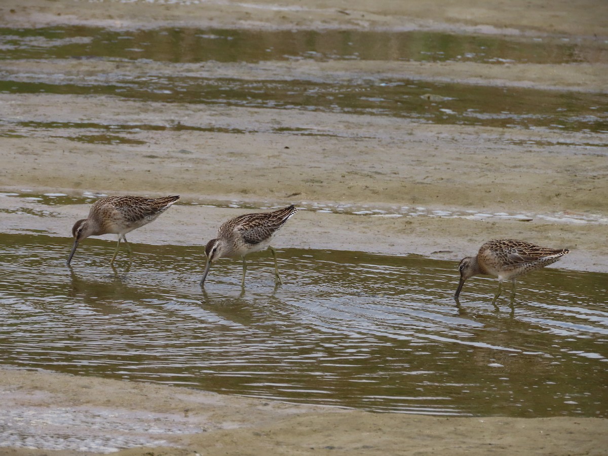 Short-billed Dowitcher - ML608285622