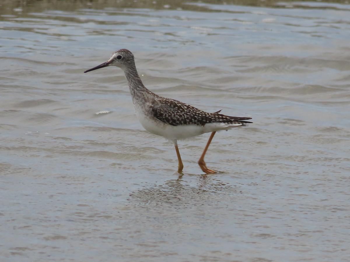 Lesser Yellowlegs - ML608285641