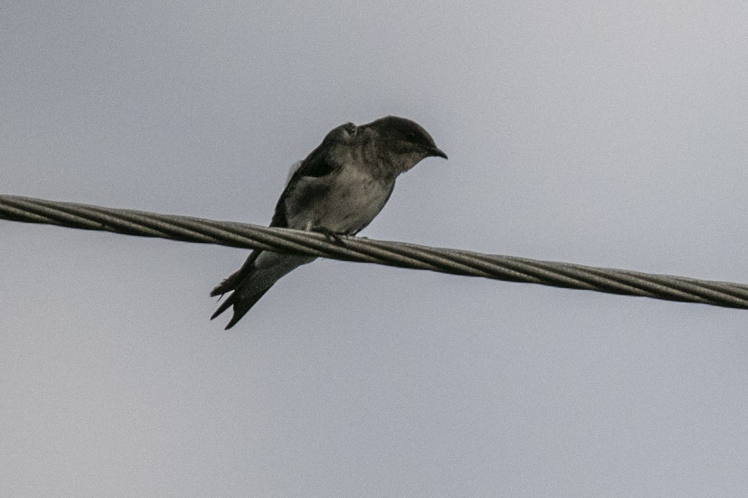 Gray-breasted Martin - ML608285661