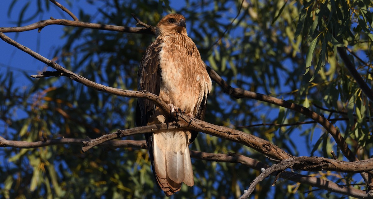 Whistling Kite - ML608285702