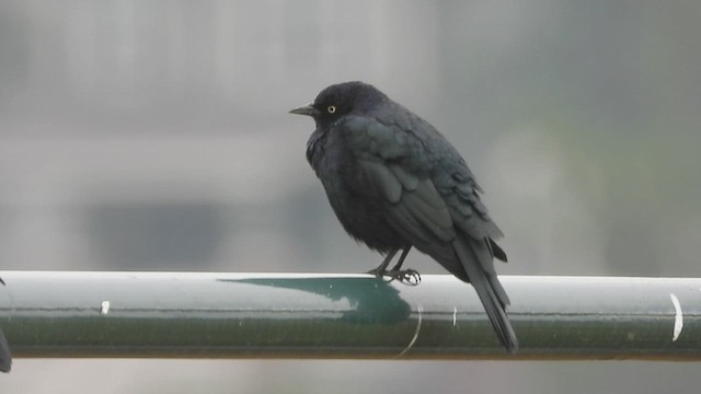 Brewer's Blackbird - ML608285706