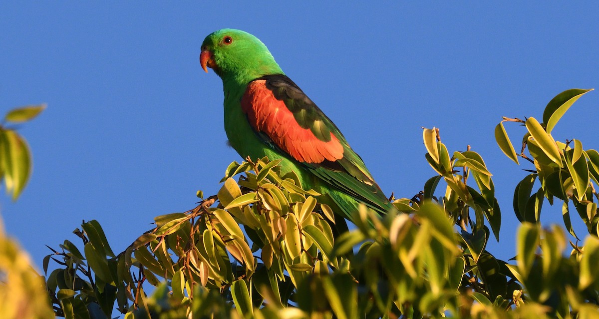 Папужець-червонокрил австралійський - ML608285710
