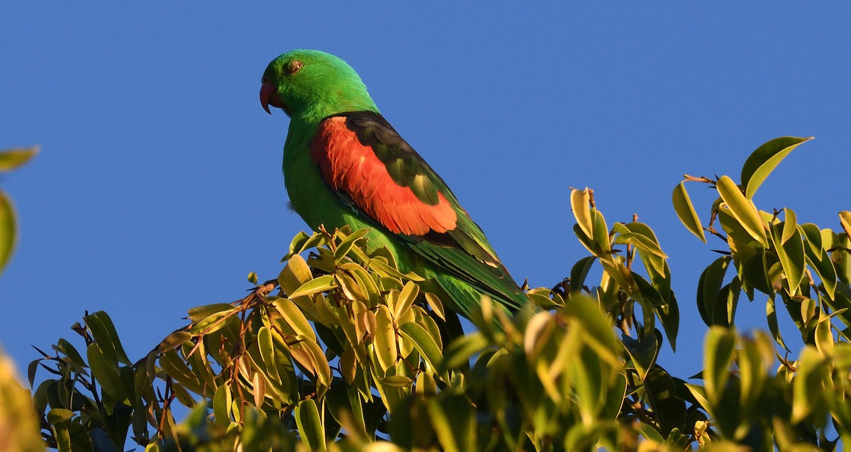 Папужець-червонокрил австралійський - ML608285717