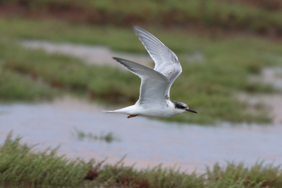 South American Tern - ML608285757