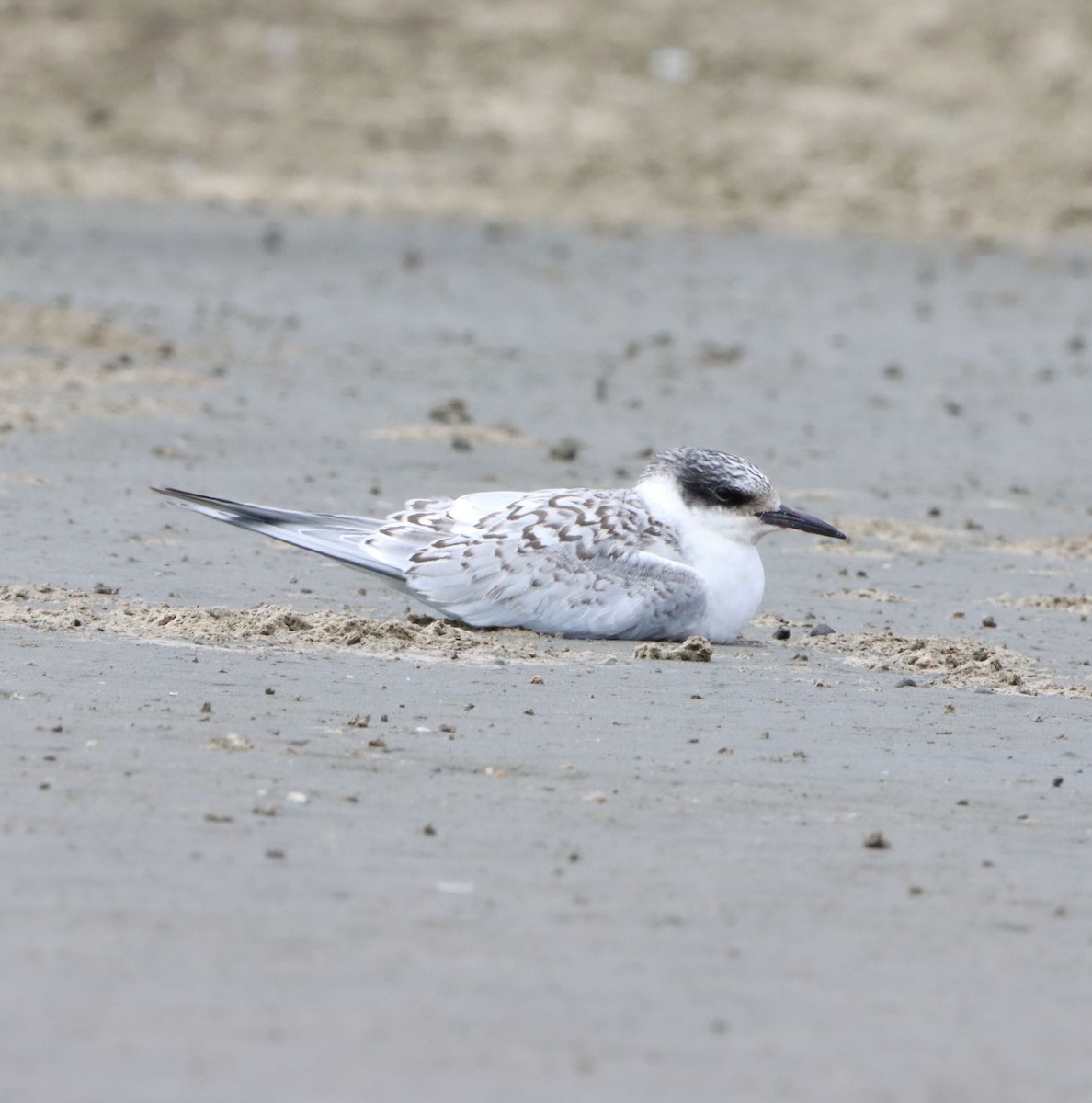 South American Tern - ML608285776