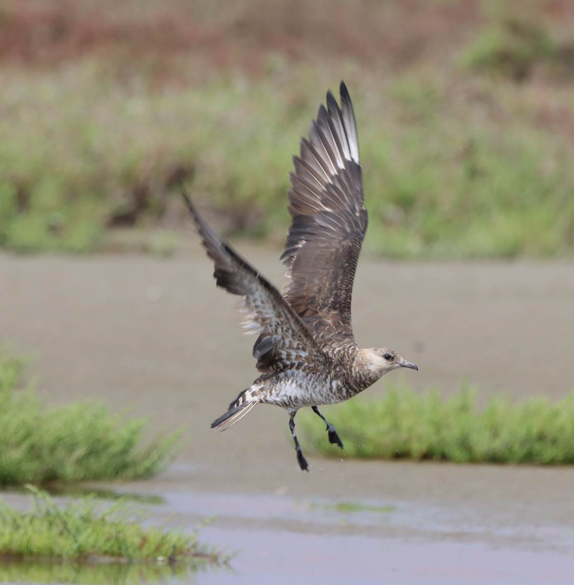 Parasitic Jaeger - ML608285827