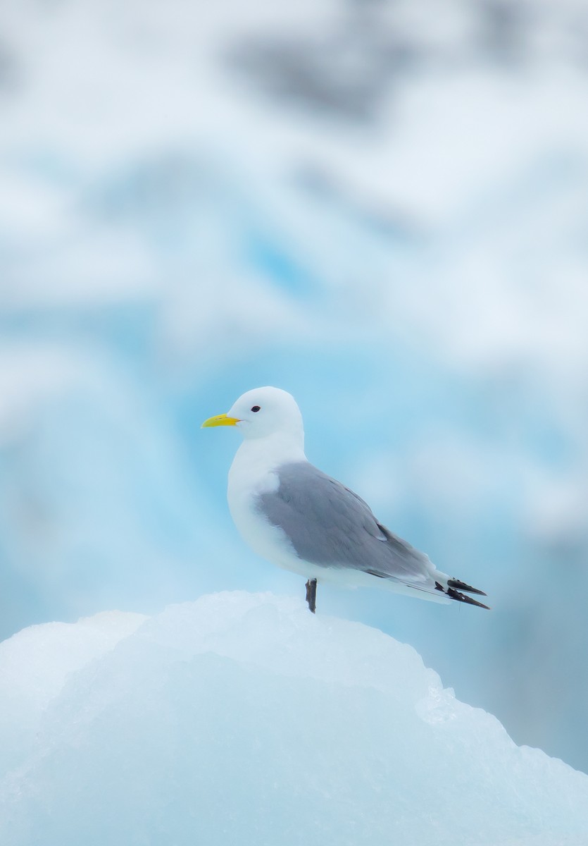 Black-legged Kittiwake - ML608285861