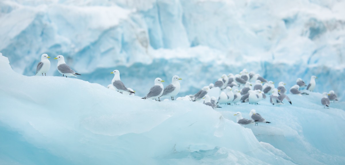 Black-legged Kittiwake - ML608285863