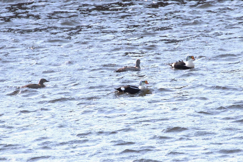 King Eider - Denis Corbeil