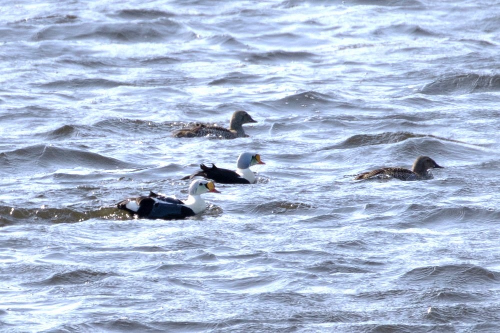 King Eider - ML608285912