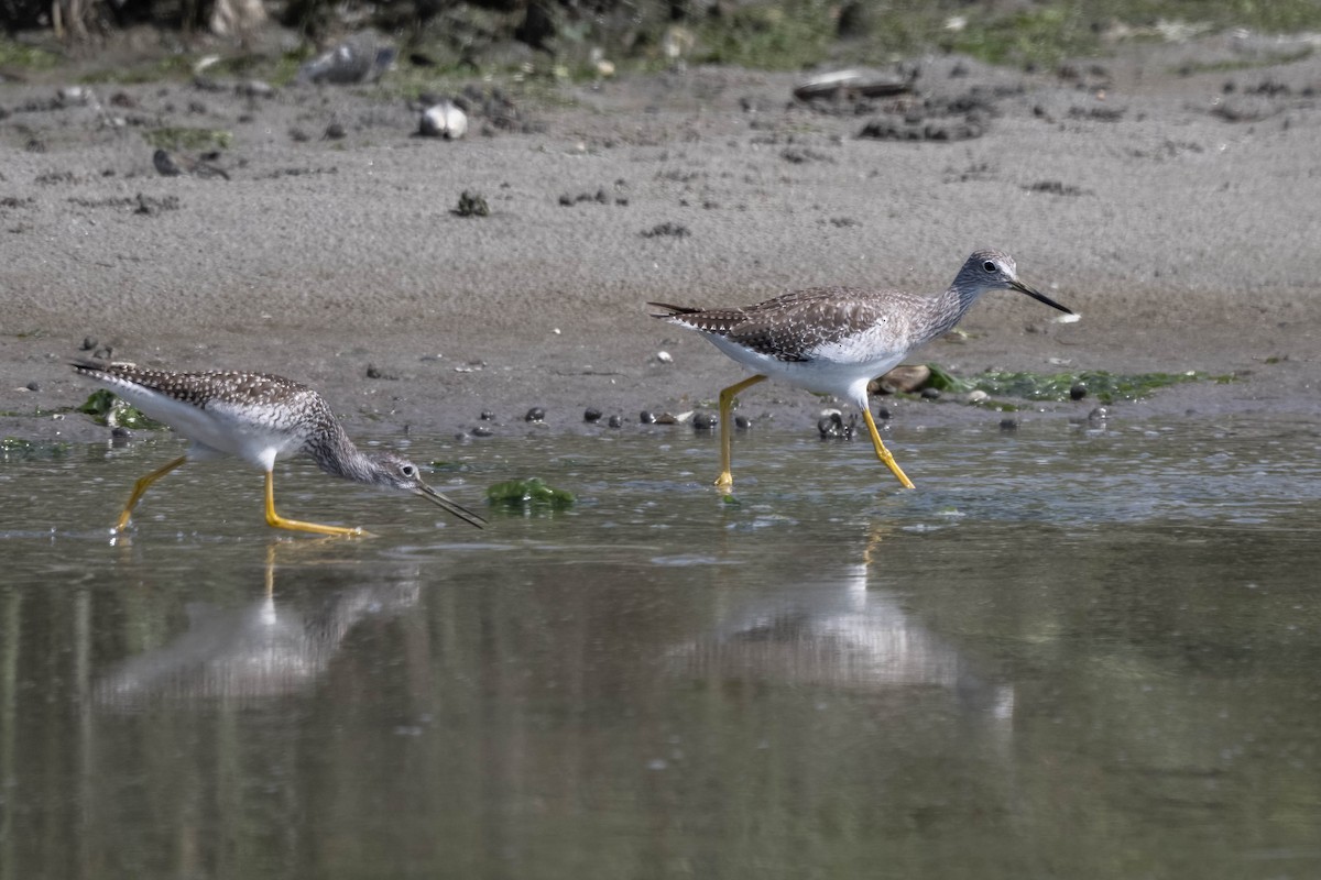 Greater Yellowlegs - Dominic Ricci