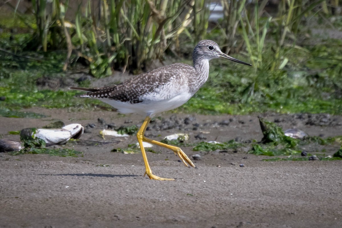 Greater Yellowlegs - Dominic Ricci