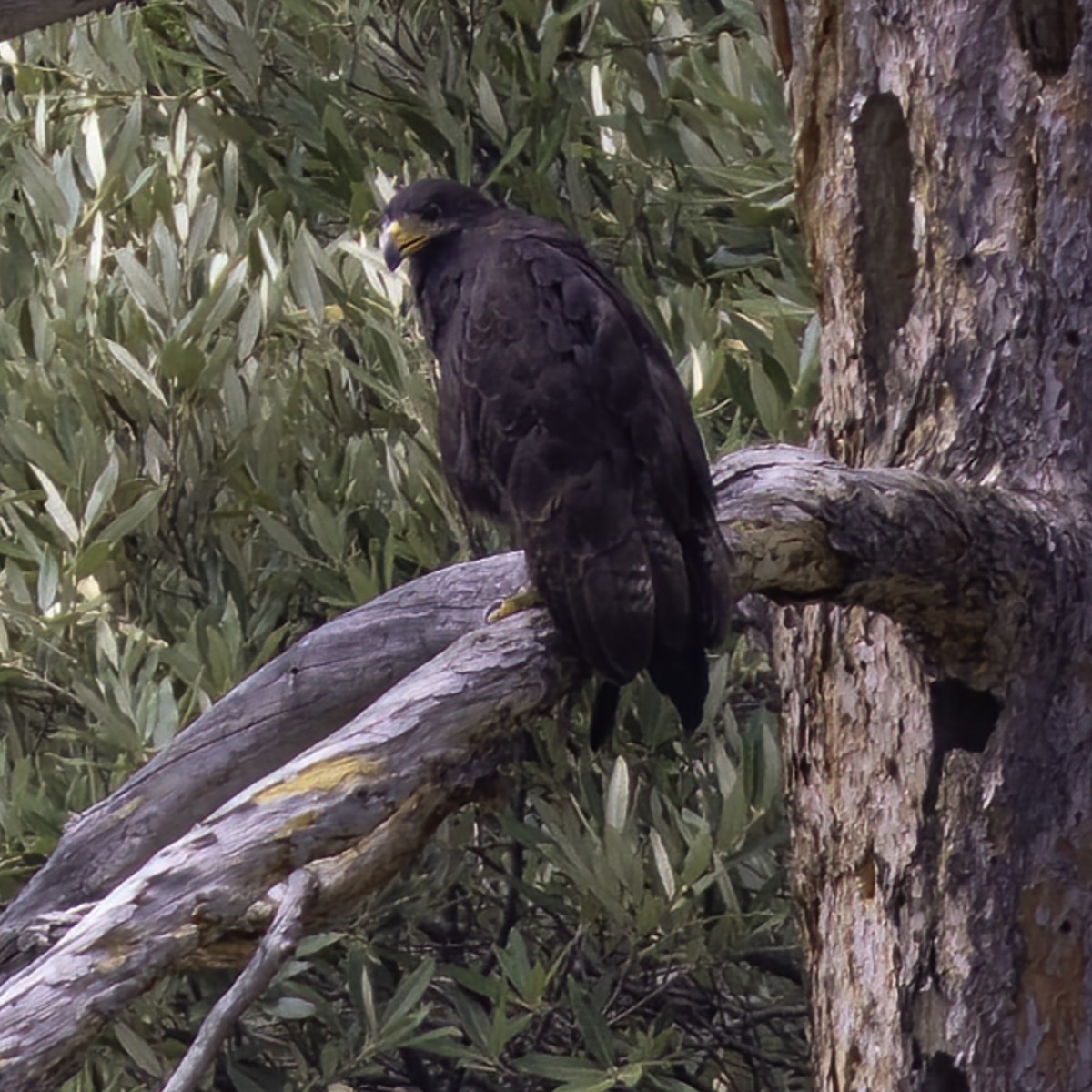 Common Black Hawk - Eric Ellingson