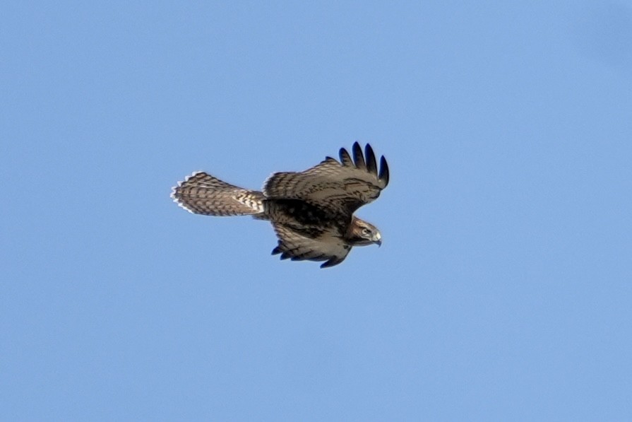 Red-tailed Hawk - ML608286064