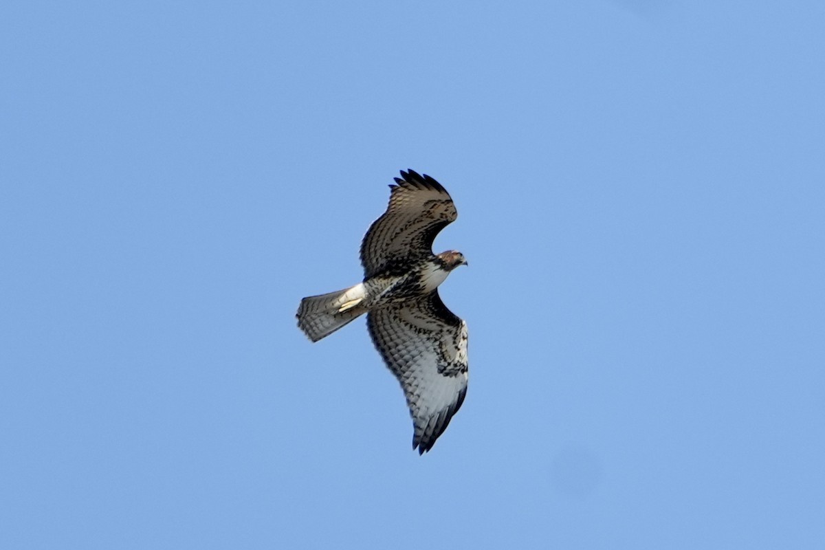 Red-tailed Hawk - ML608286066