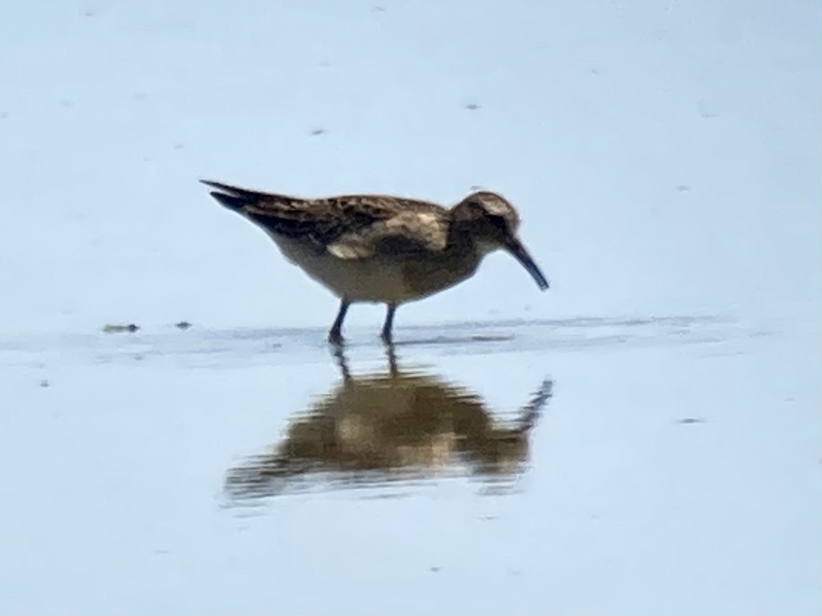 Bécasseau à poitrine cendrée - ML608286127