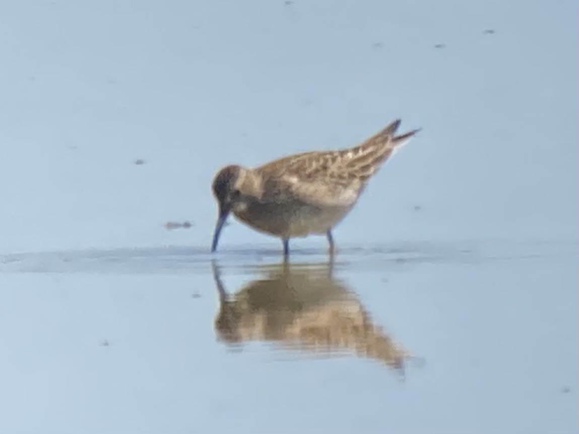 Pectoral Sandpiper - ML608286128