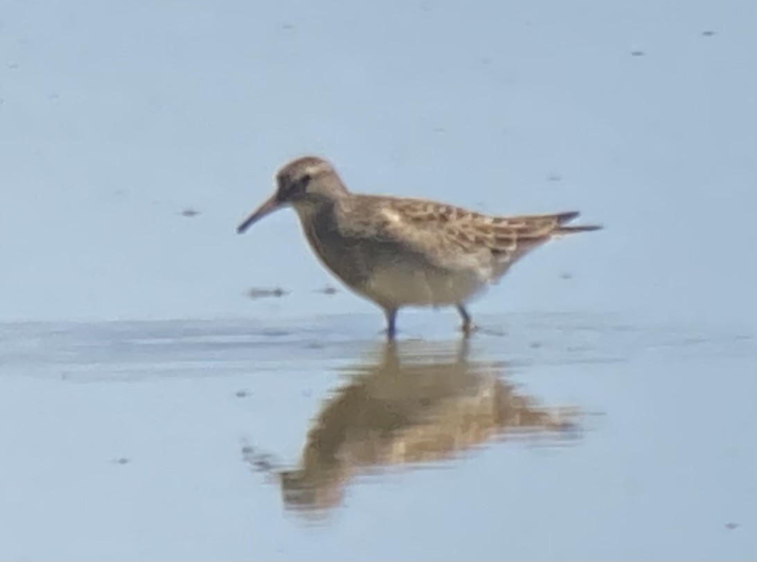 Pectoral Sandpiper - ML608286129