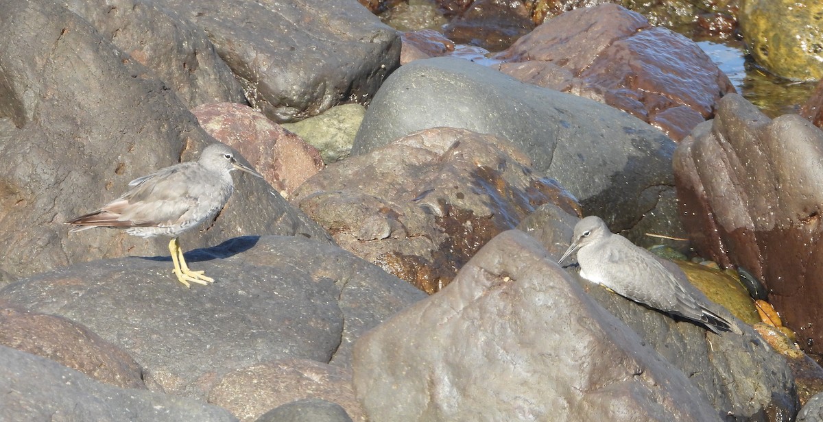 Wandering Tattler - ML608286268