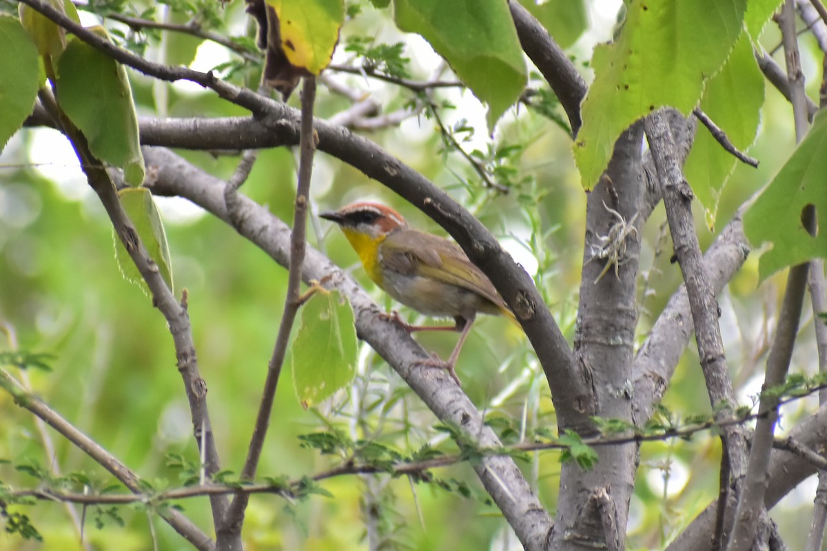 Rufous-capped Warbler - ML608286344